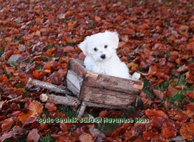 Havanese Stars  levage de bichons havanais Suisse