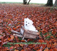 Havanese Stars   bichon havanais
