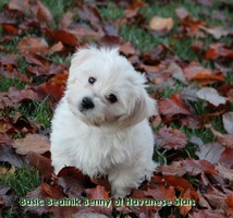 Havanese Stars - havanese kennel Switzerland