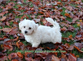 Havanese Stars Switzerland  Havaneser Zucht