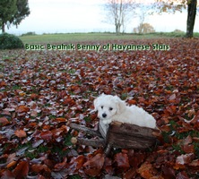 bichon havanais Havanese Stars Switzerland