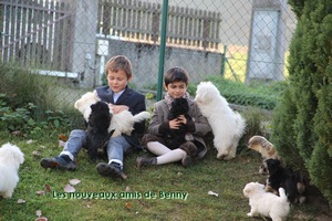 Havanese Stars