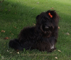 mle bichon havanais Xtra Xjpho of Havanese Stars 