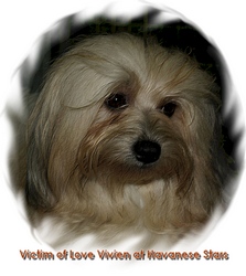 bichon havanais mle Victim of Love Vivien at Havanese Stars