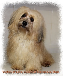 bichon havanais Victim of Love Vivien at Havanese Stars