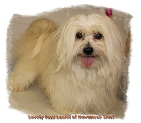 Lovely Lord Laurel of Havanese Stars - Havaneser Deckrde