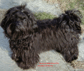 Ralph  9 mois  Sir A. Dbeli