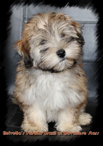 Helvetia's Paradis Brazil at Havanese Stars