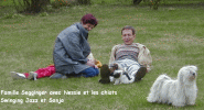 Havanese Fans