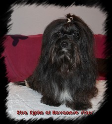 Xtra Xjpho of Havanese Stars - mle d'levage 18 mois