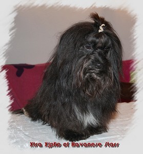havanese male Xtra Xjpho of Havanese Stars  18 months