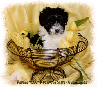 Havanese breeder Havanese Stars