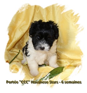 Elevage bichons havanais Havanese Stars