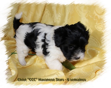 Havanese Breeder Havanese Stars