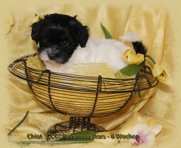 Havanese breed  Havanese Stars puppy female 6 weeks old