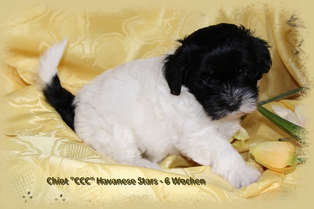 Elevage bichons havanais Havanese Stars Schweiz