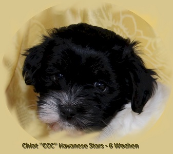 Havaneserzucht Havanese Stars bichon havanais