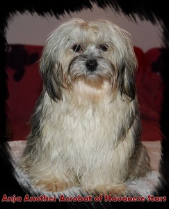 bichon havanais femelle Anja Another Acrobat of Havanese Stars