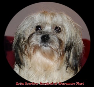 Havanese Stars Switzerland  Havaneser Havanese bichon Havanais