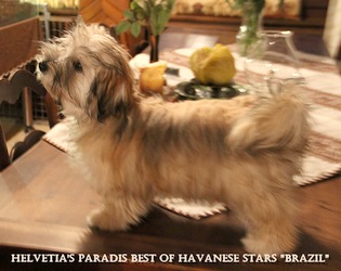 Helvetia's Paradis Best of Havanese Stars femelle bichon havanais 5 mois