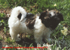 chiot Havanais 8 semaines   bichon havanais  Havaneser