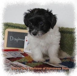 bichon havanais femelle Havanese Stars
