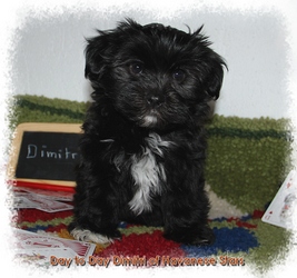 bichon havanais chiot Havanese Stars