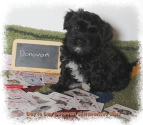 bichon havanais mle Havanese Stars