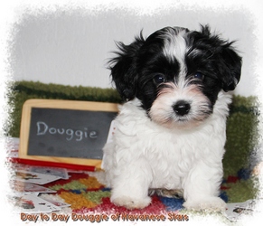 bichon havanais chiot mle Havanese Stars
