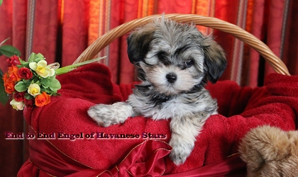 Havanese puppies Havanese Stars - Seeberger Switzerland
