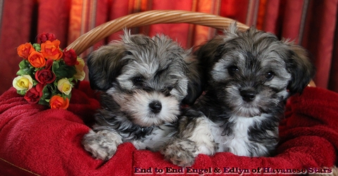 bichons havanais Havanese Stars - Seeberger Switzerland