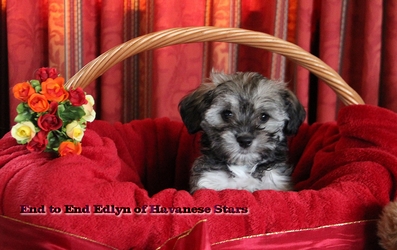 bichons havanais Havanese Stars - Seeberger Switzerland
