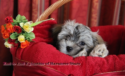 Havaneser Welpen Havanese Stars - Seeberger Switzerland