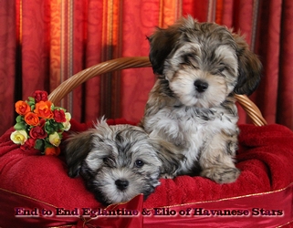 Havanese breed Havanese Stars - Switzerland