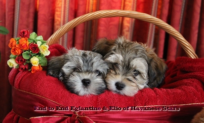 bichons havanais Havanese Stars - Seeberger