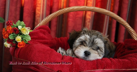 Havaneser Zucht Havanese Stars - Seeberger - Switzerland