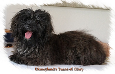 Disneyland's Tunes of Glory - Havaneser Rde brindle 10 Monate alt