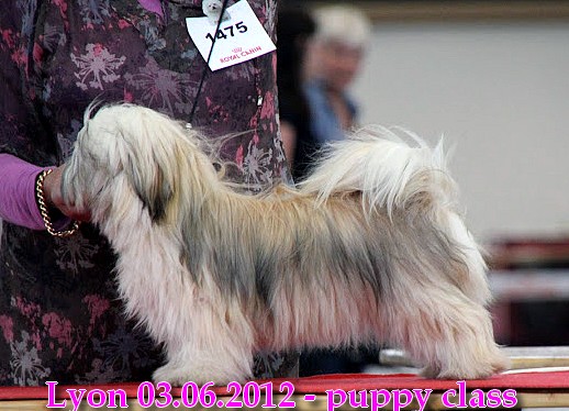 Helvetia's Paradis  Best of Havanese Stars