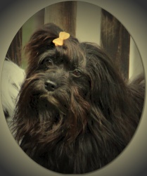 Bichon havanais Xtra Xjpho of Havanese Stars 2 ans