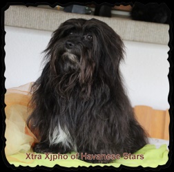 Havanese Stars - bichon havanais 2 ans Xtra Xjpho of Havanese Stars