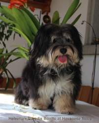 Helvetia's Paradis Bonito at Havanese Stars - M. Seeberger Zucht