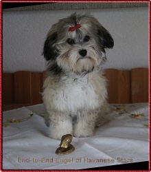End-to-End Engel of Havanese Stars - levage de bichons havanais