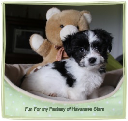femelle bichon havanais blanche, marques noires - Havanese Stars - M. Seeberger