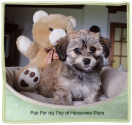 Havanese female fawn - Havanese Stars - M. Seeberger