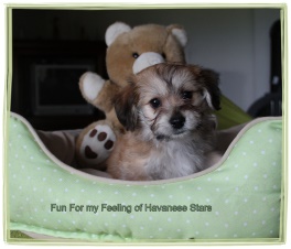 mle bichon havanais fauve clair charbonn - Havanese Stars - M. Seeberger