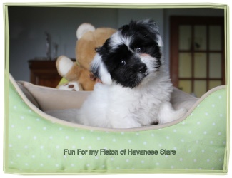 Havanais mle blanc/noir - Havanese Stars - M. Seeberger
