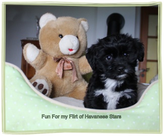 Havaneserrde schwarz 4 weisse Fsse - Havanese Stars - M. Seeberger