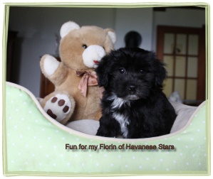 bichon havanais 8 semaines mle noir - Havanese Stars - M. Seeberger