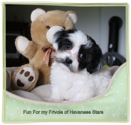 bichon havanais blanc marques noires - Havanese Stars - M. Seeberger