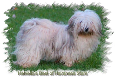 femelle bichon havanais fauve clair charbonne Havanese Stars Marguerite Seeberger